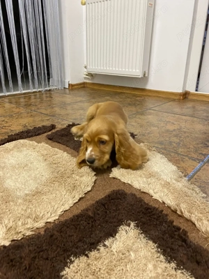 Pui Cocker Spaniel de vânzare   gata să-ți fure inima!    - imagine 2