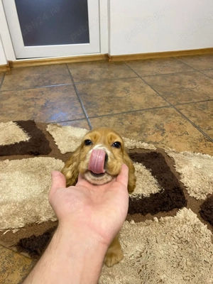 Pui Cocker Spaniel de vânzare   gata să-ți fure inima!    - imagine 4