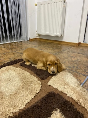 Pui Cocker Spaniel de vânzare   gata să-ți fure inima!    - imagine 3