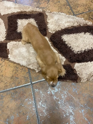 Pui Cocker Spaniel de vânzare   gata să-ți fure inima!    - imagine 5