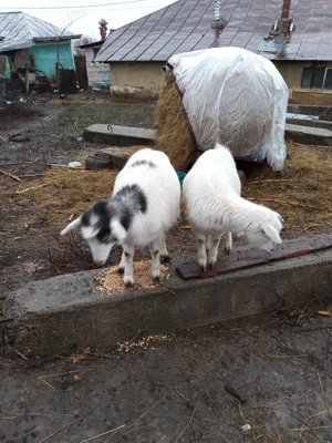 capra si iedute - imagine 4