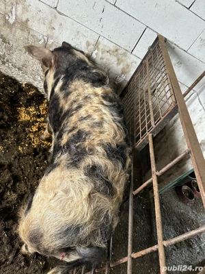 Vânzare sau schimb pe purcele mici bazna