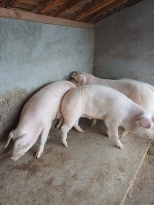 de vanzare - imagine 3