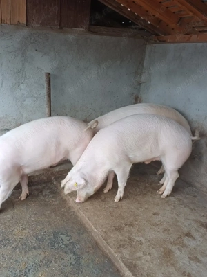 de vanzare - imagine 2