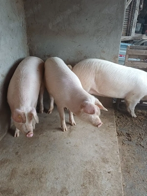 de vanzare - imagine 4