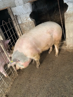 Porc 180 KG - imagine 5