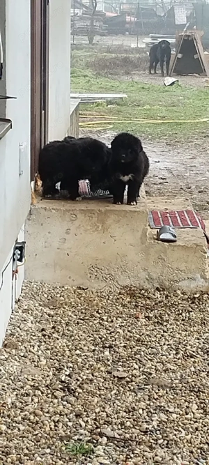 Vând caței Ciobanesc Corb - imagine 3