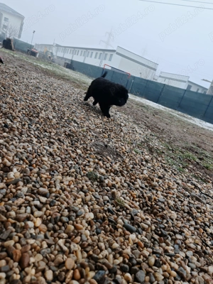 Vând caței Ciobanesc Corb - imagine 5