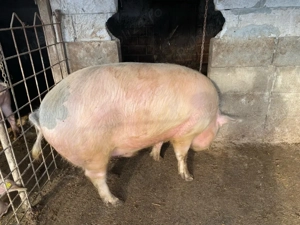 Porc 180 KG - imagine 4