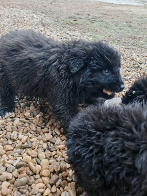 Vând caței Ciobanesc Corb - imagine 2