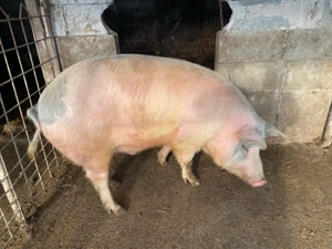 Porc 180 KG - imagine 2