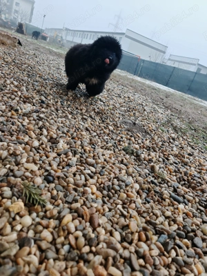 Vând caței Ciobanesc Corb