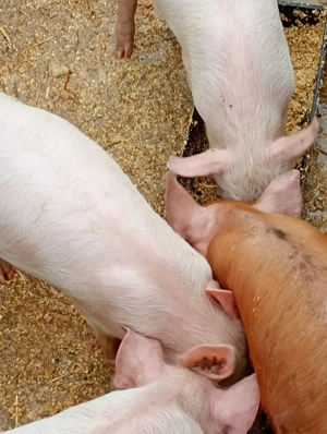 Purcei de 8 saptamini