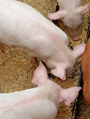 Purcei de 8 saptamini - imagine 2