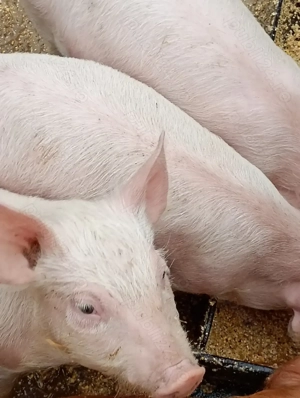 Purcei de 8 saptamini - imagine 3