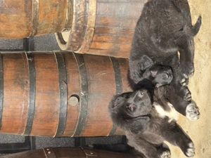 Ciobanesc Corb pui 3 luni