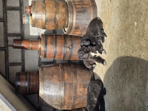 Ciobanesc Corb pui 3 luni - imagine 2