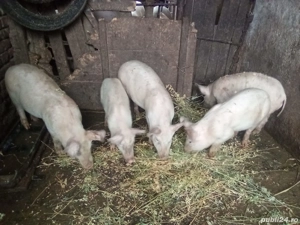 Vând purcei, au 3 luni - imagine 4