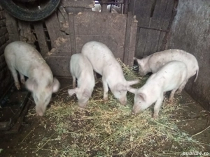 Vând purcei, au 3 luni - imagine 2
