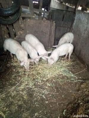 Vând purcei, au 3 luni - imagine 5