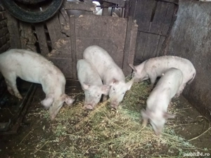 Vând purcei, au 3 luni - imagine 3