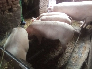 Vând Groștei,4 bucăți 