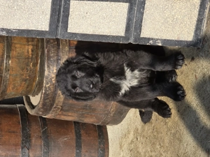 Ciobanesc Corb pui 3 luni - imagine 4