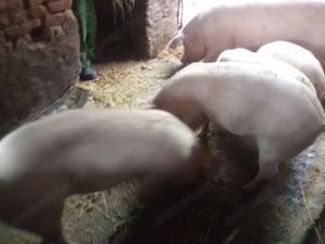 Vând Groștei,4 bucăți  - imagine 2