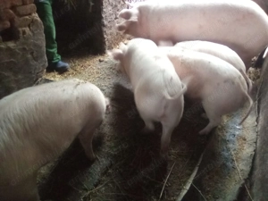 Vând Groștei,4 bucăți  - imagine 3