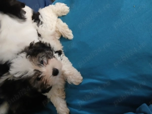 bishon fetita si baiat  - imagine 3