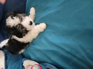 bishon fetita si baiat  - imagine 2