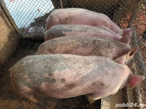porci 65-70 kg - imagine 2