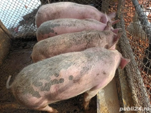 porci 65-70 kg - imagine 3