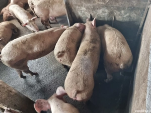 porci de carne 110-130 kg - imagine 2