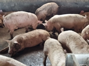 porci de carne 110-130 kg