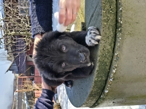 Ciobanesc Corb pui 3 luni - imagine 5