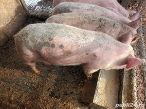 porci 65-70 kg - imagine 4