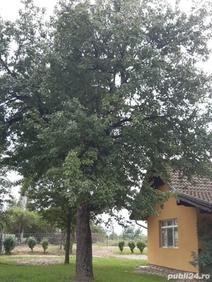 Casa de vanzare - imagine 6