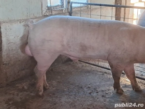 vier landrace 1an si 5 luni