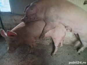 vier landrace 1an si 5 luni - imagine 3