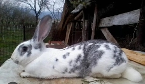 Pichiri si iepuri de vanzare - imagine 2