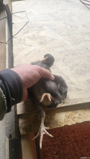 Vand pui de gaina ouatoare 