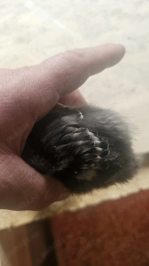 Vand pui de gaina ouatoare  - imagine 3