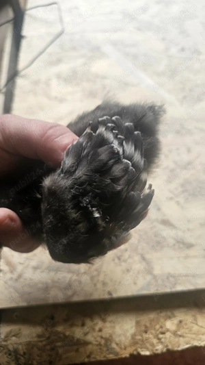 Vand pui de gaina ouatoare  - imagine 2