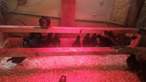 Vand pui de gaina ouatoare  - imagine 4