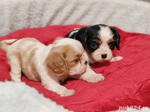 Cavalier King Charles de vanzare-Transport Gratuit la Bucuresti-Factura-Garantie-Microcip- - imagine 3