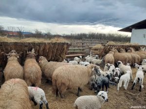 Vand 25 de oi cu tot cu miei - imagine 2