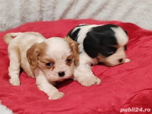 Cavalier King Charles de vanzare-Transport Gratuit la Bucuresti-Factura-Garantie-Microcip- - imagine 2