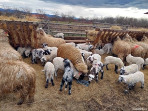 Vand 25 de oi cu tot cu miei - imagine 3