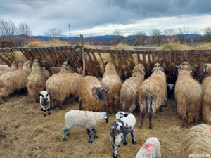 Vand 25 de oi cu tot cu miei